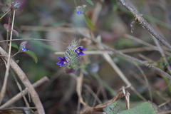 Haplanthodes verticillatus